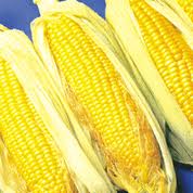 Corn — Corn On The Cob